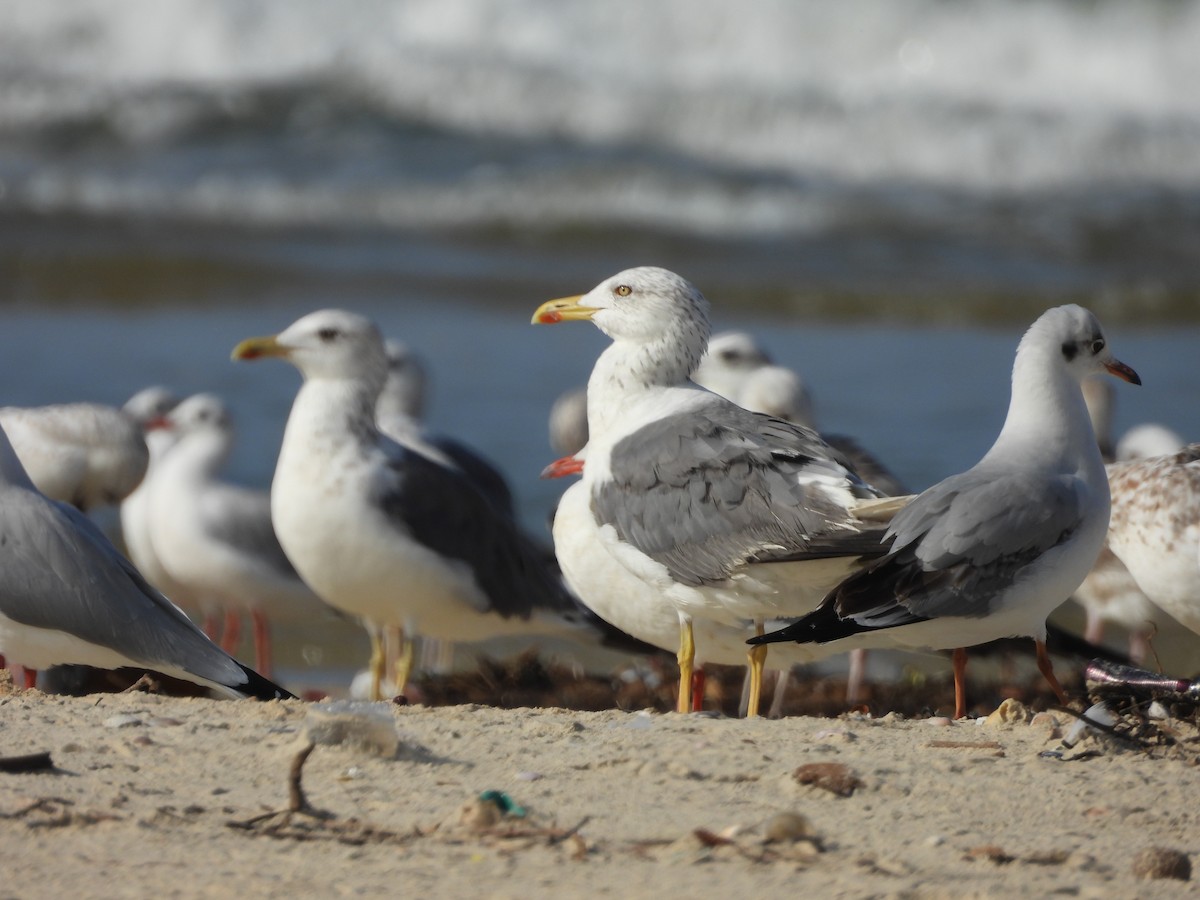 Heringsmöwe - ML644692007