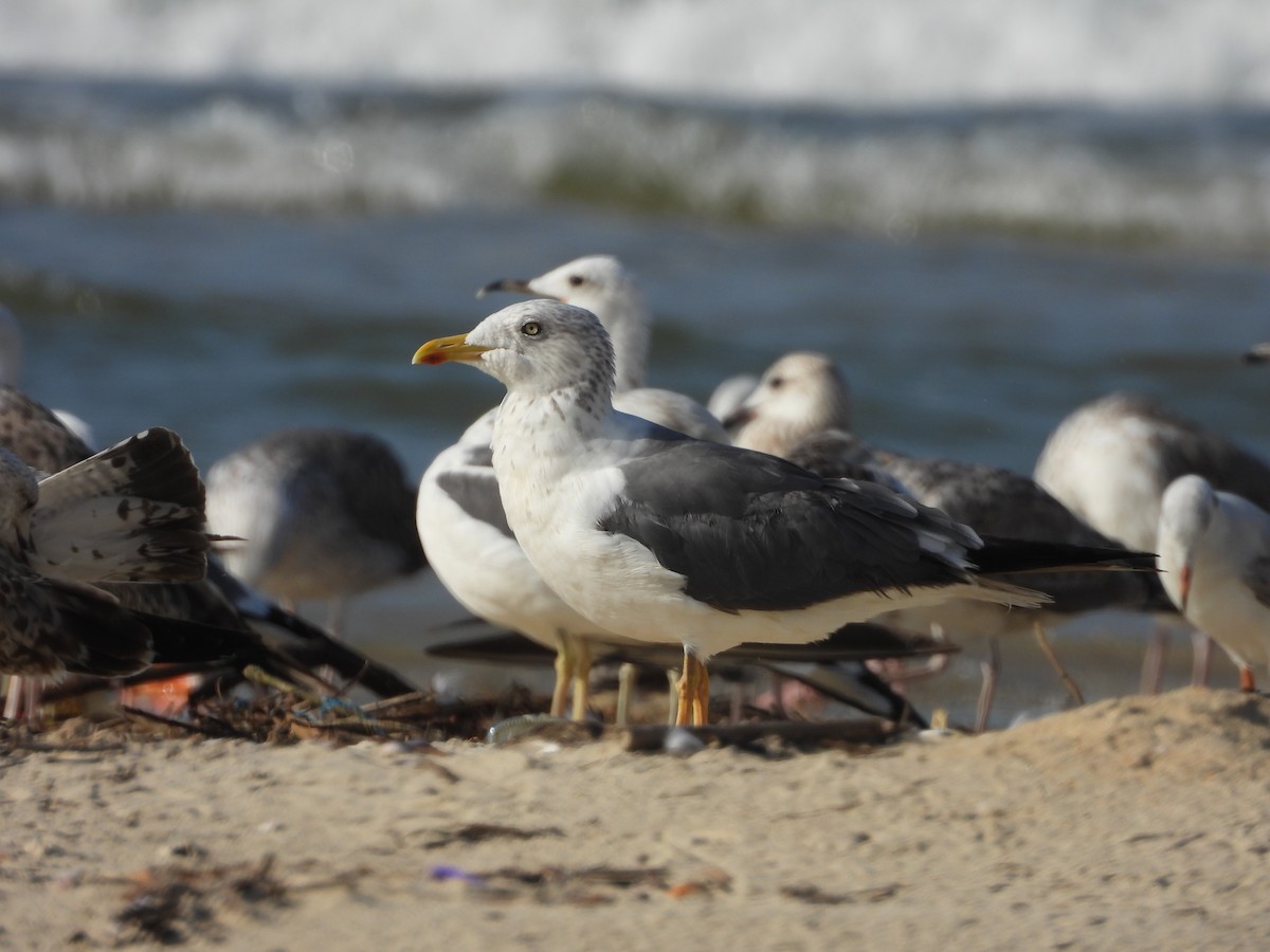 Heringsmöwe - ML644692008