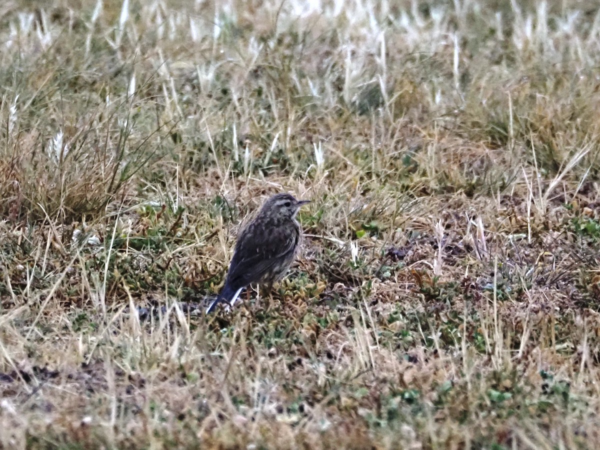 Australian Pipit - ML644692009