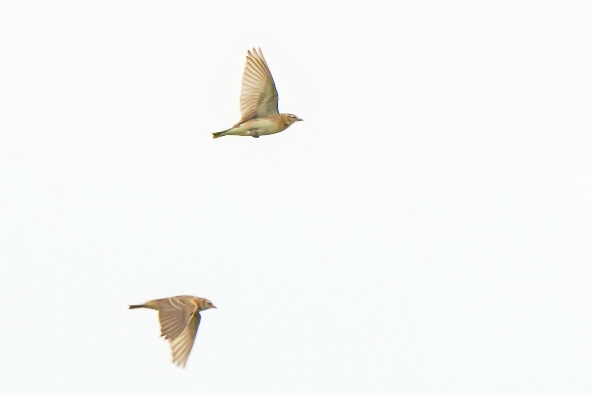 Mongolian Short-toed Lark - ML644692010