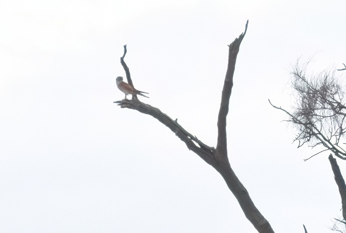 Nankeen Kestrel - ML644692016