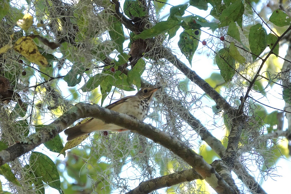 Hermit Thrush - ML644692027