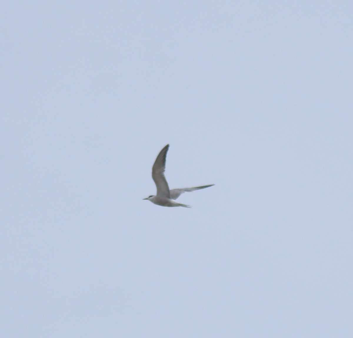 Common Tern - ML644692030