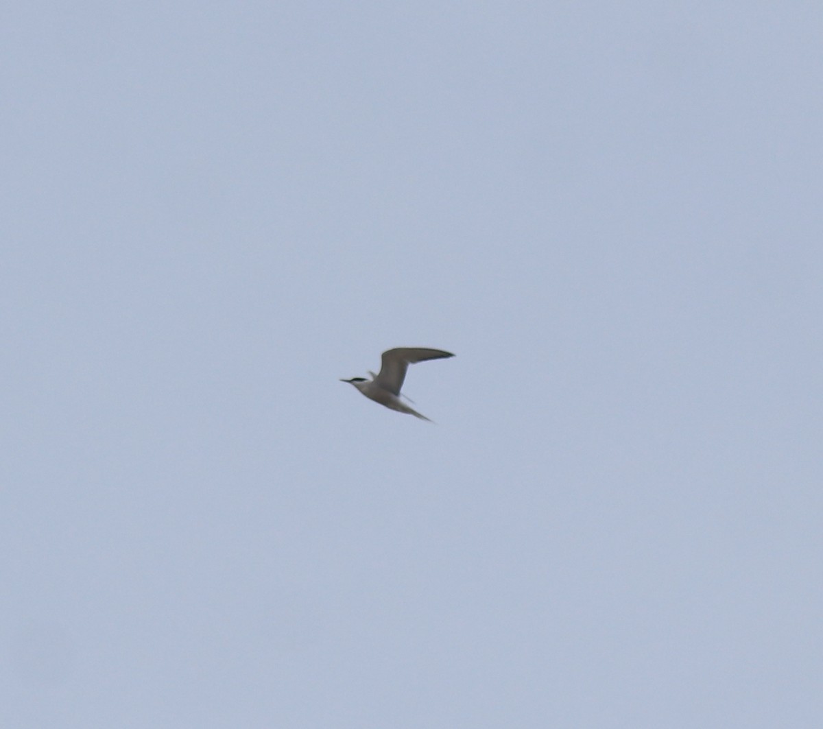 Common Tern - ML644692031
