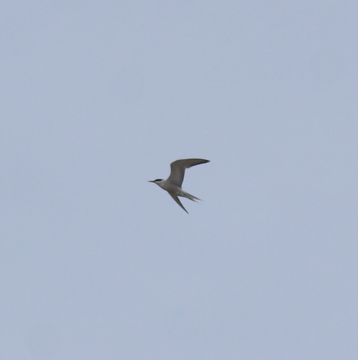 Common Tern - ML644692032