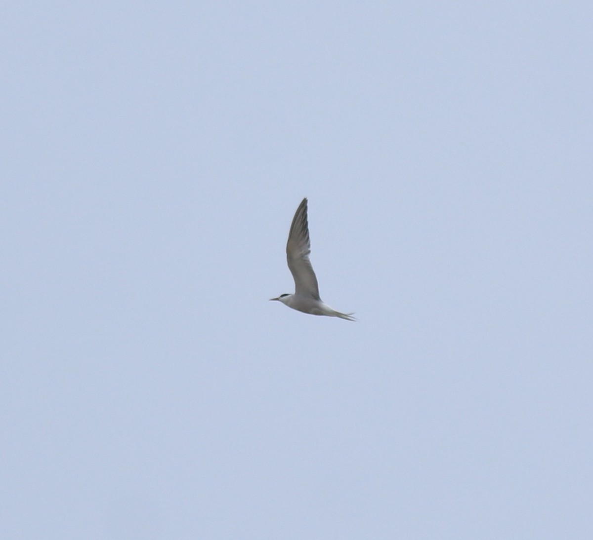Common Tern - ML644692035