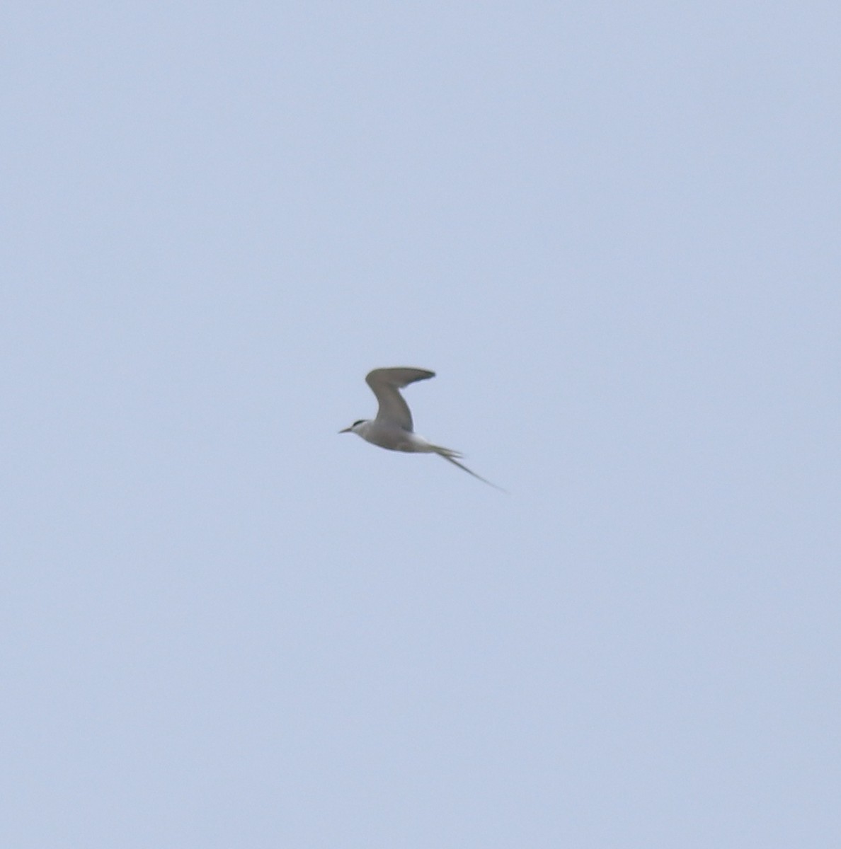 Common Tern - ML644692036