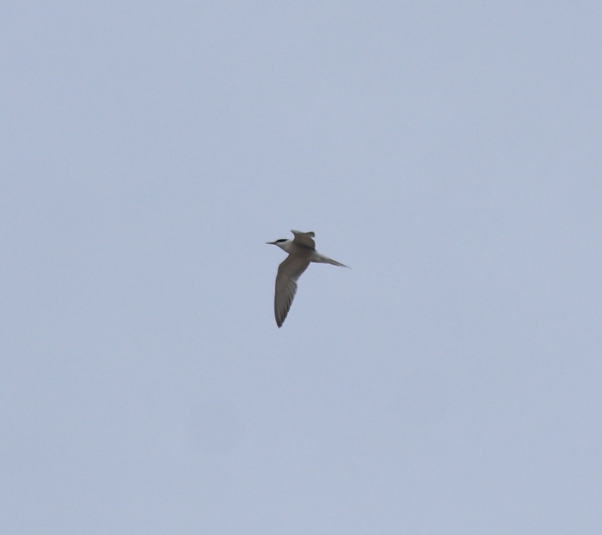 Common Tern - ML644692037