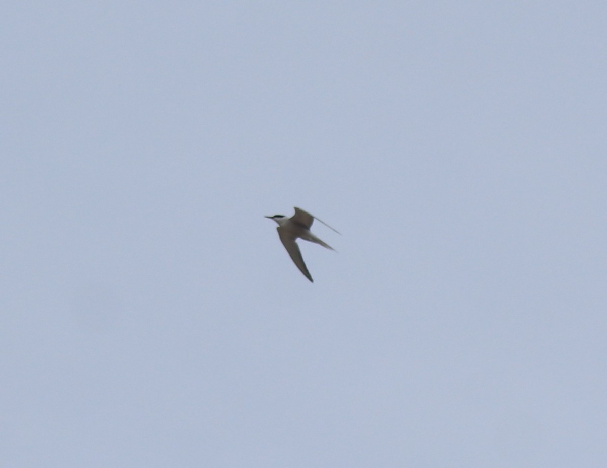 Common Tern - ML644692038