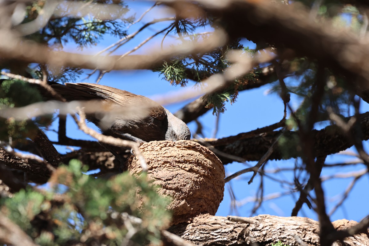 Apostlebird - ML644692040