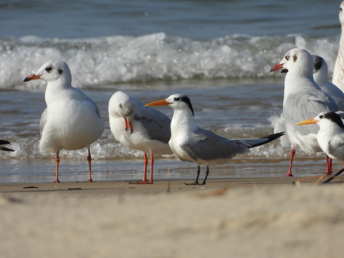 Bengalako txenada - ML644692042