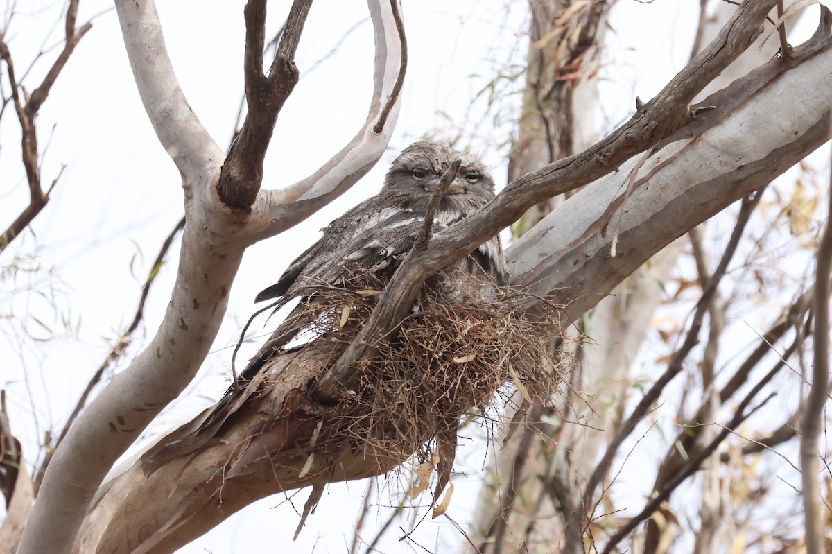 Avustralya Kocaağzı - ML644692049