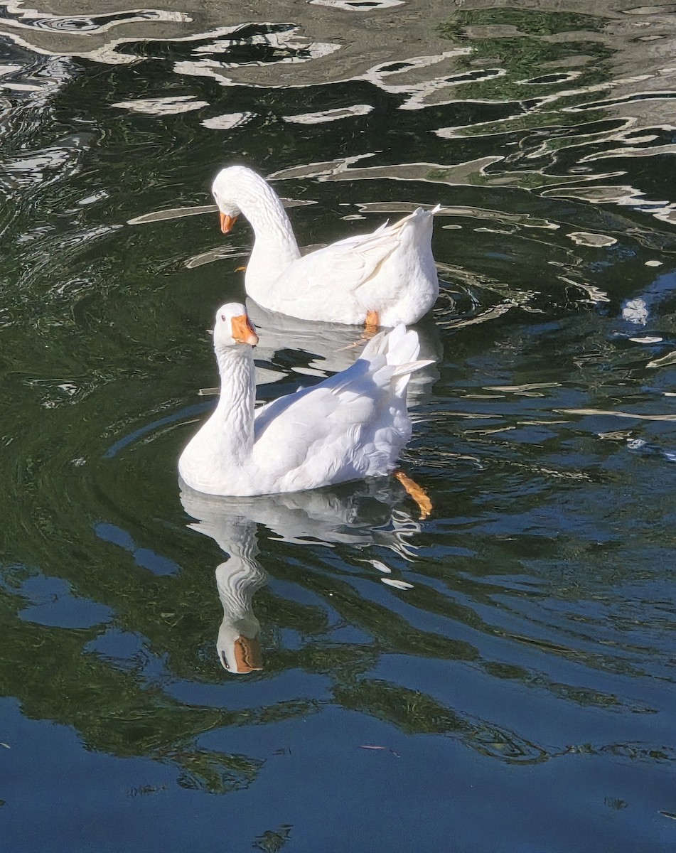 Oca selvatica (domestica) - ML644692050