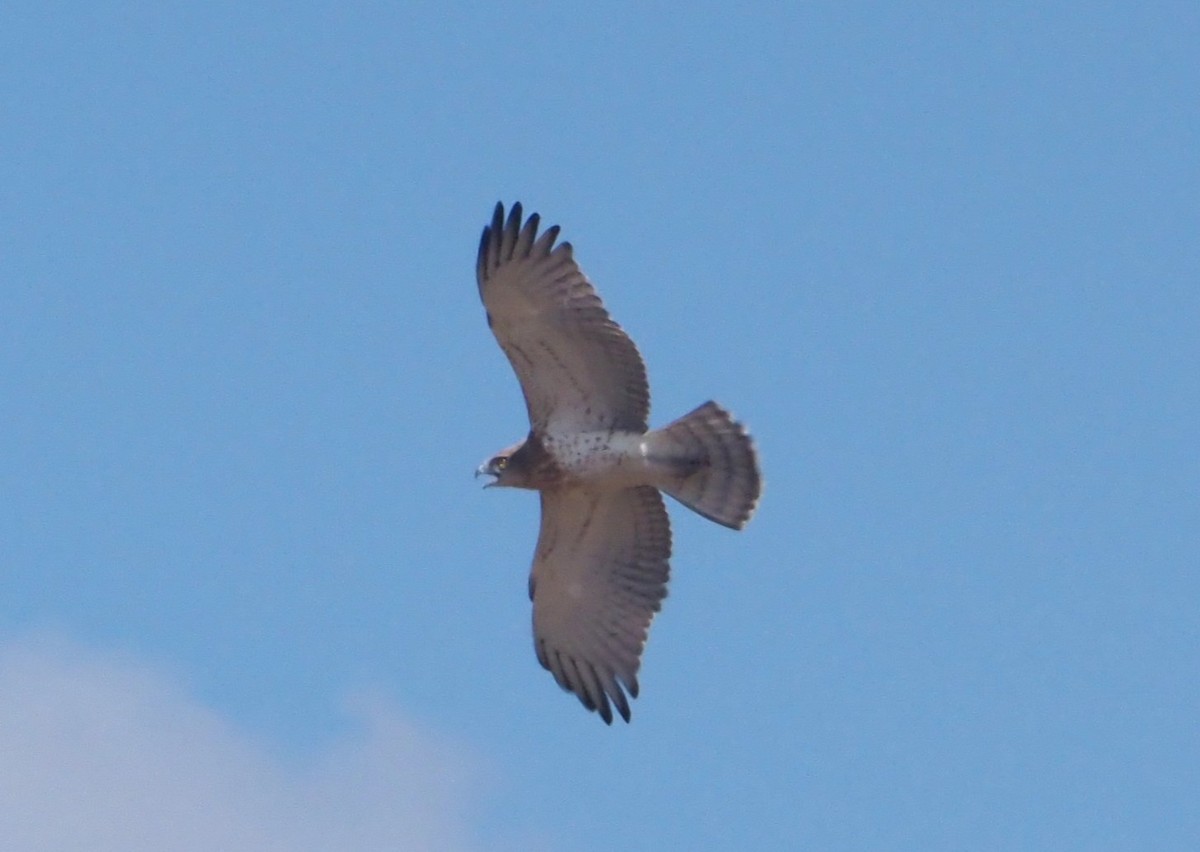 Culebrera Europea - ML644692052