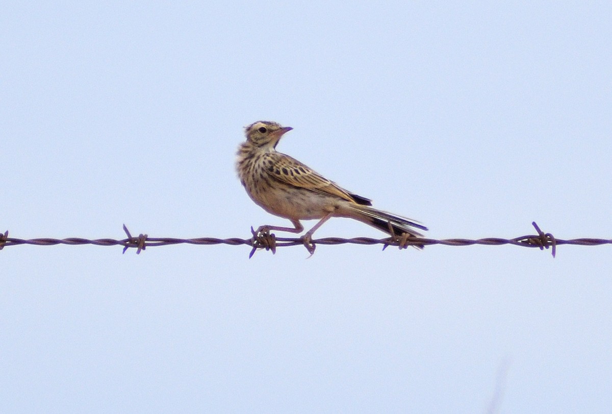 Australian Pipit - ML644692053
