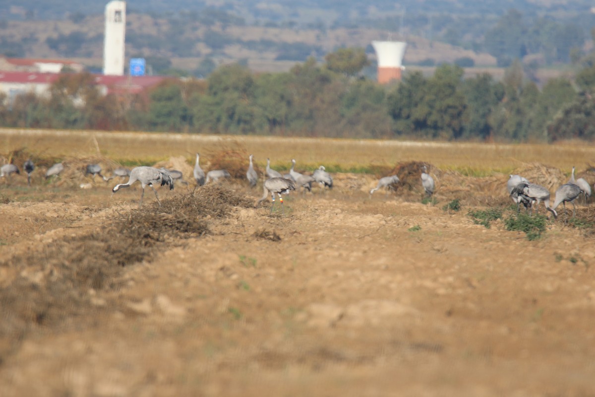 灰鶴 - ML644692057