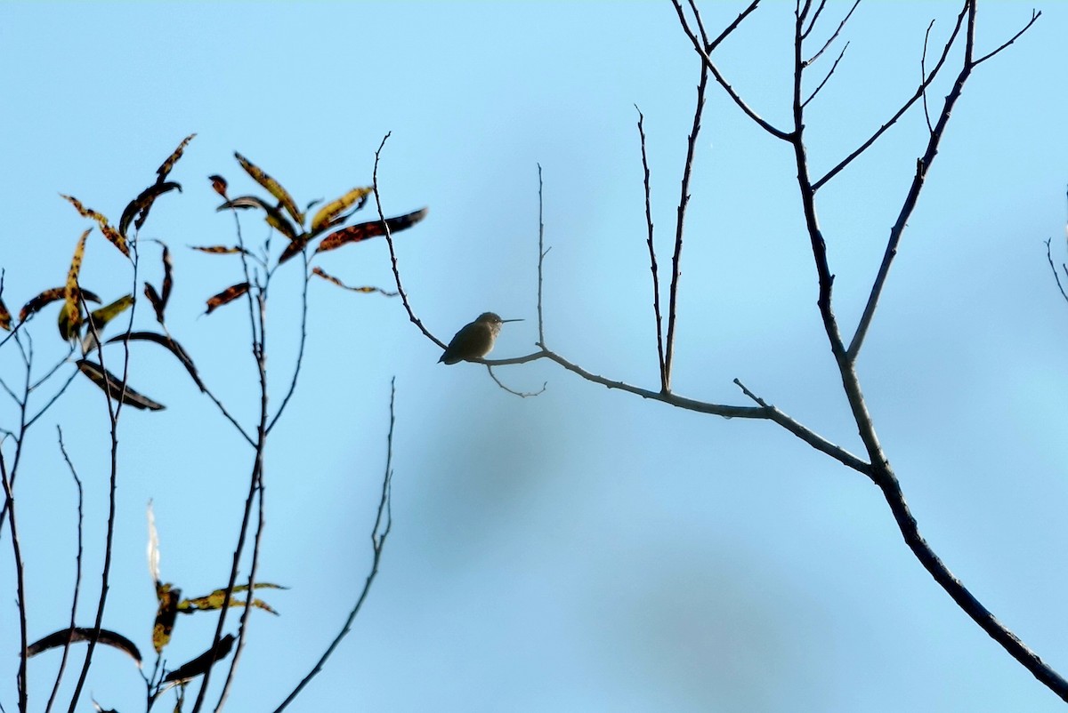 Ruby-throated Hummingbird - ML644692058