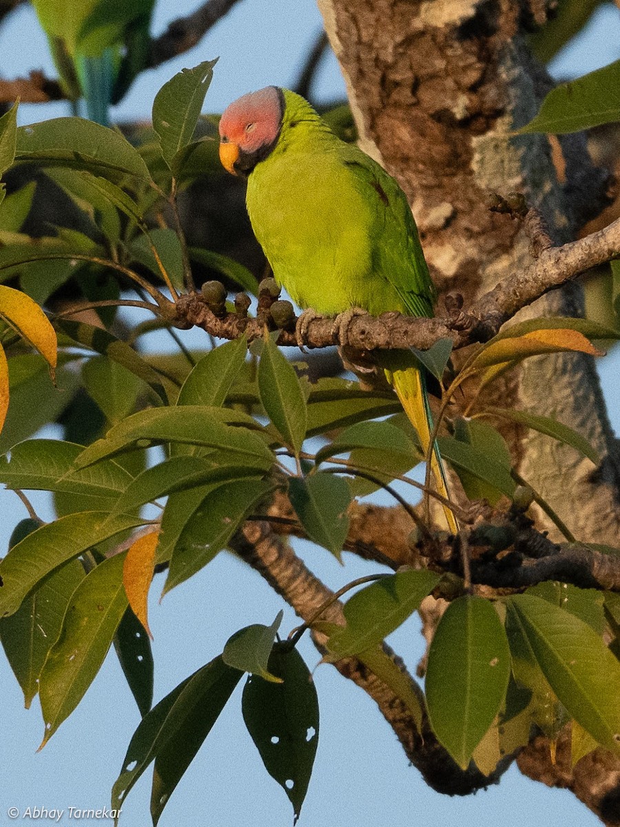 Blossom-headed Parakeet - ML644692060