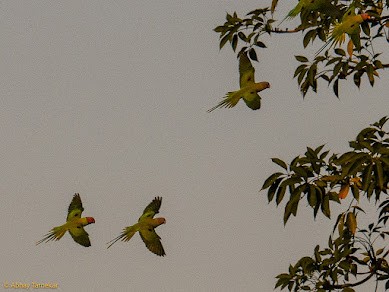 Blossom-headed Parakeet - ML644692062