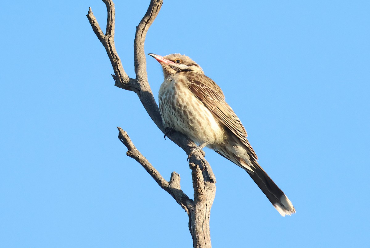 rosennebbhonningeter - ML644692065