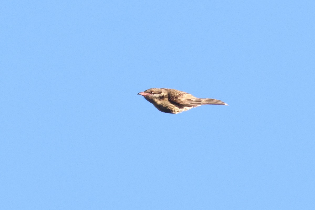 rosennebbhonningeter - ML644692067