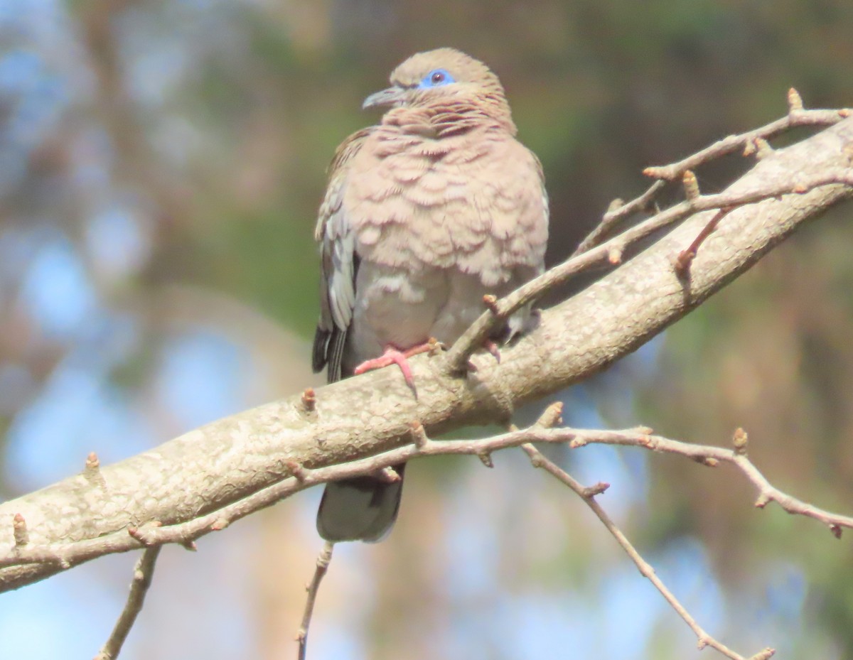West Peruvian Dove - ML644692069