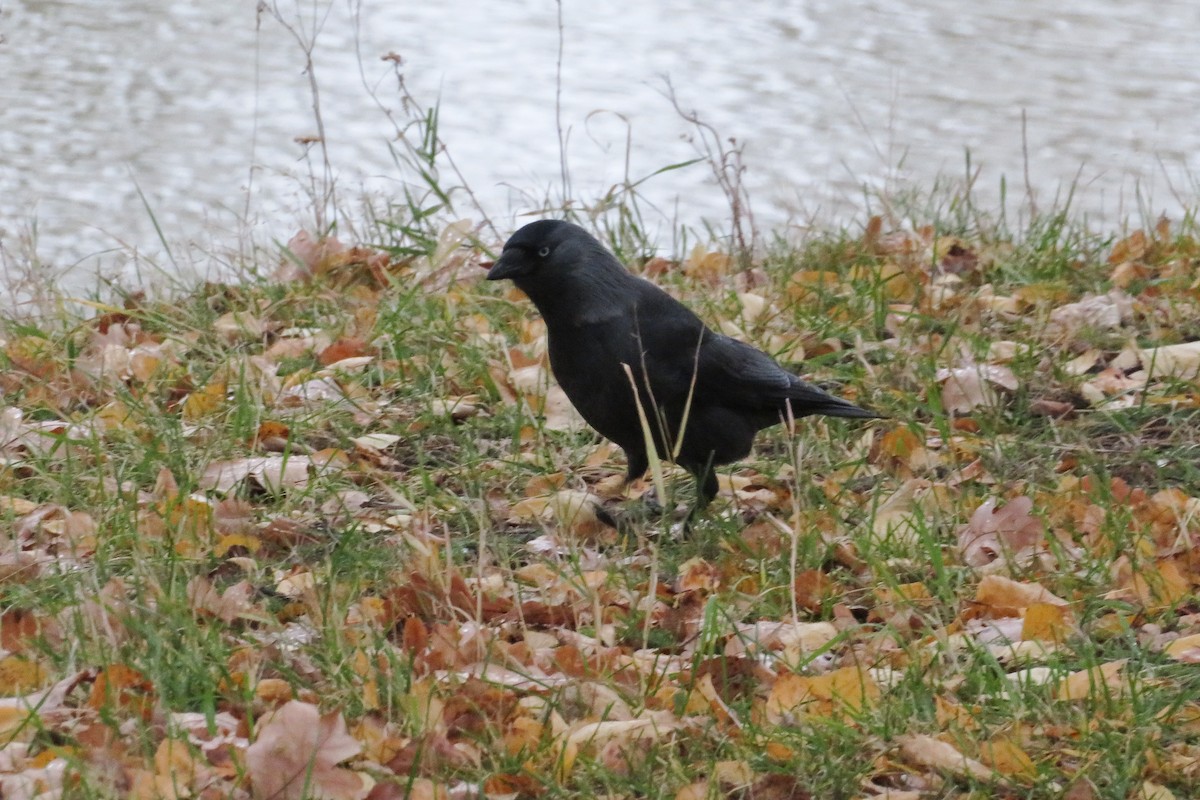 Eurasian Jackdaw - ML644692070