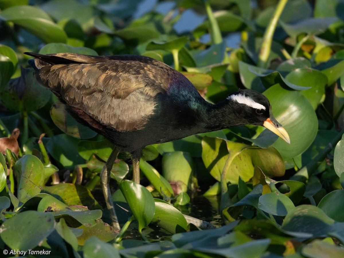 Бронзовокрылая якана - ML644692076