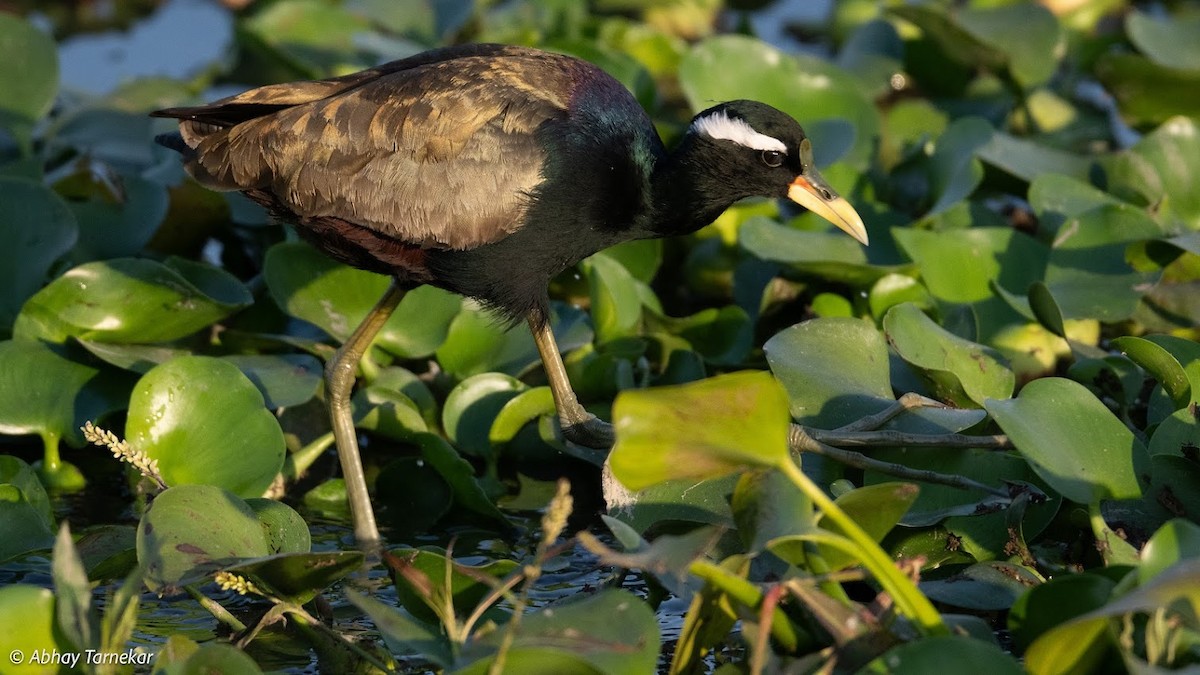 Бронзовокрылая якана - ML644692080