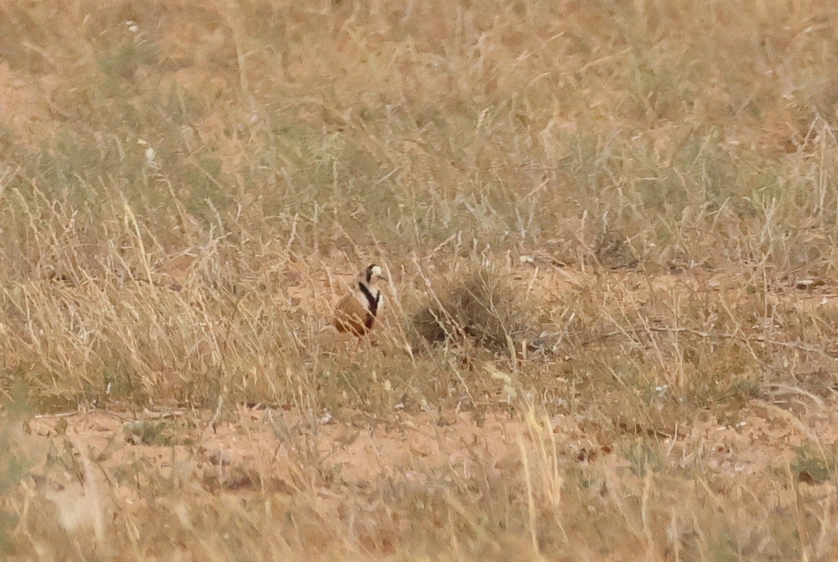 Inland Dotterel - ML644692082