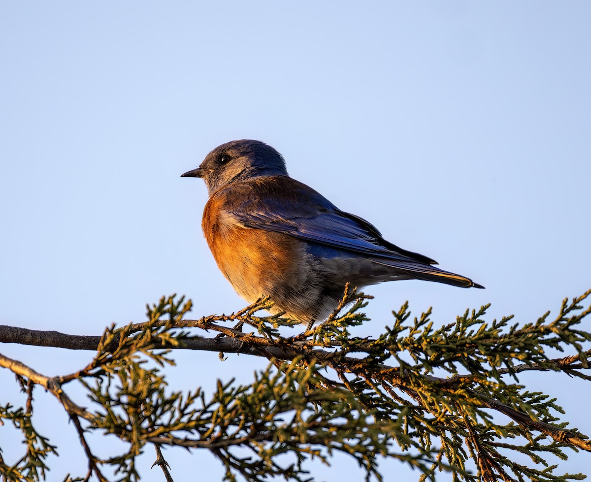 Blaukehl-Hüttensänger - ML644692085