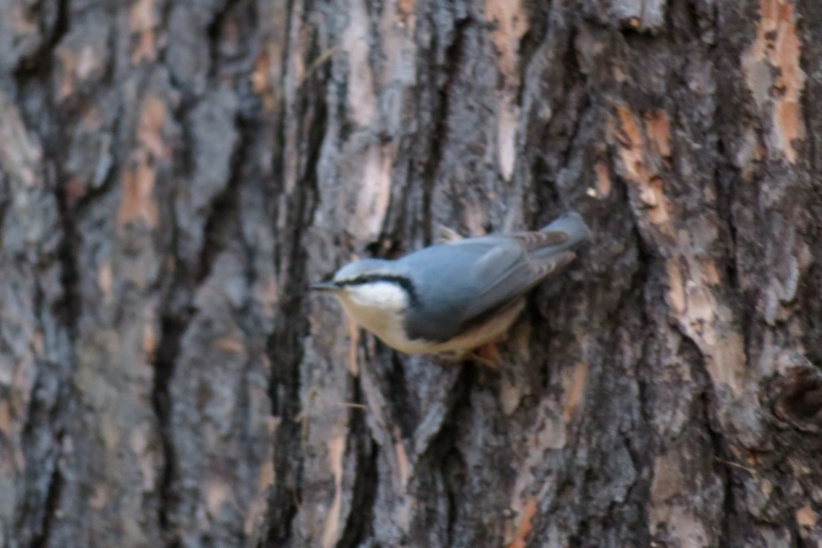 Eurasian Nuthatch - ML644692089