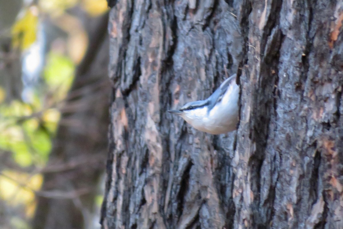 Eurasian Nuthatch - ML644692090
