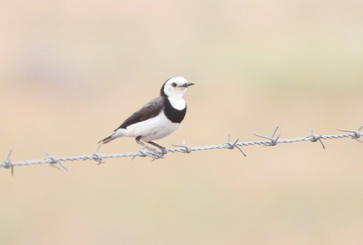 Цокалка білолоба - ML644692093