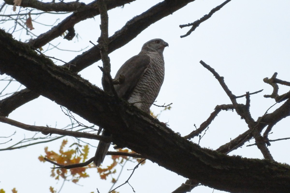 蒼鷹 - ML644692096