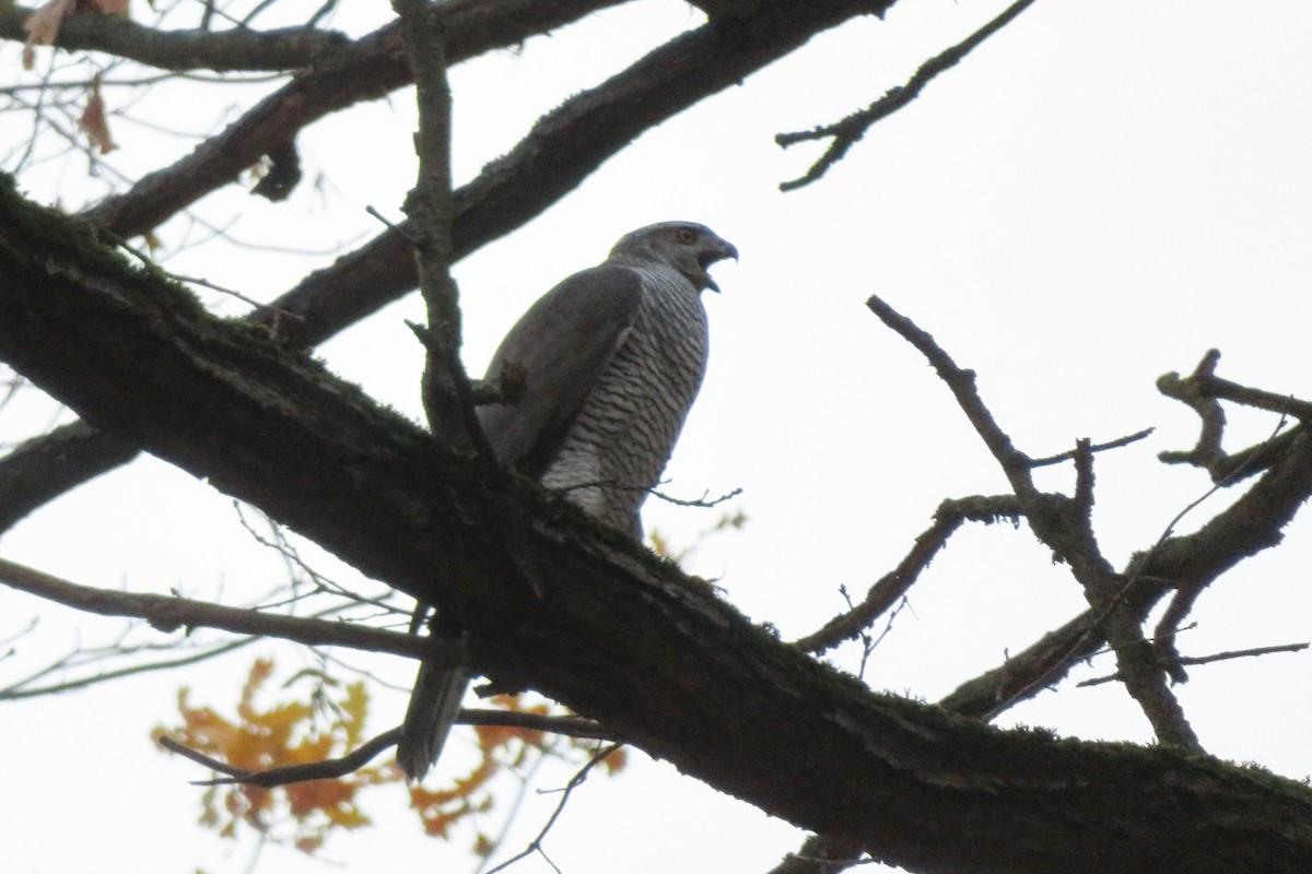 蒼鷹 - ML644692097