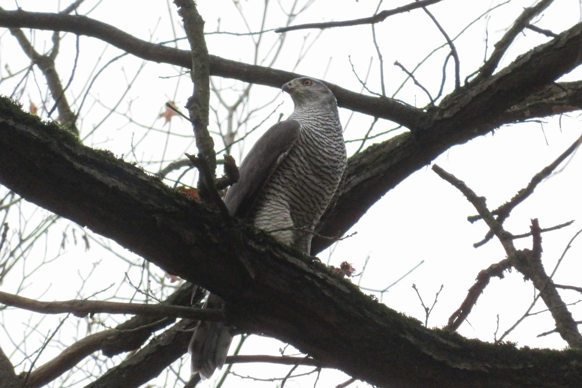 蒼鷹 - ML644692098