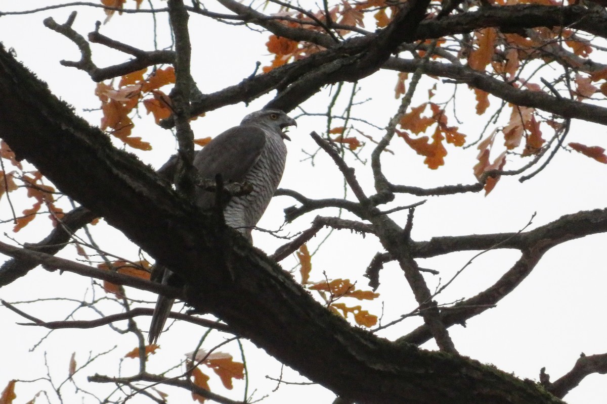 蒼鷹 - ML644692099