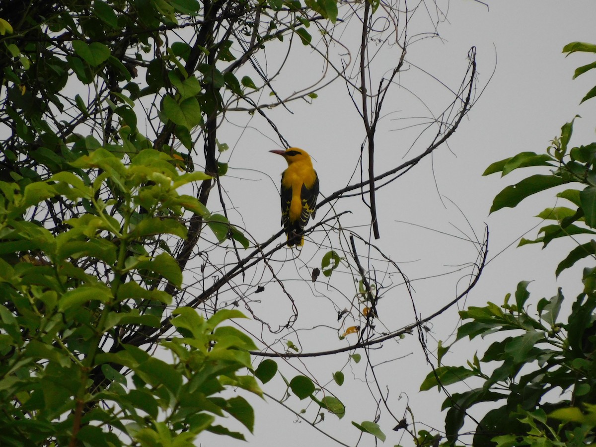 Indian Golden Oriole - ML644692103
