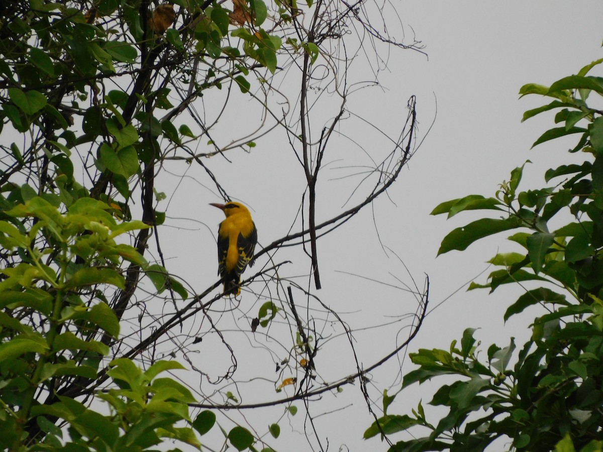 Indian Golden Oriole - ML644692104