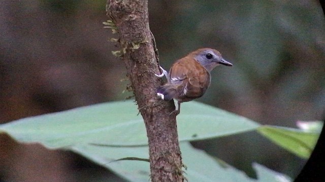 Xingu Scale-backed Antbird - ML644692105
