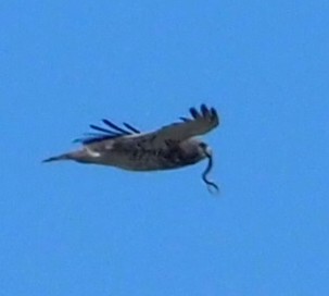 orlík krátkoprstý - ML644692106