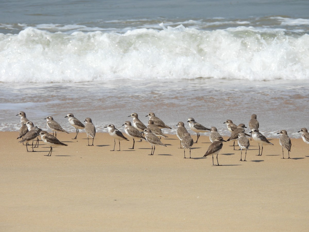 Chorlitejo Tibetano - ML644692107