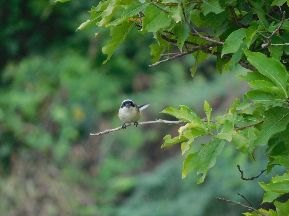 Pie-grièche à bandeau - ML644692110