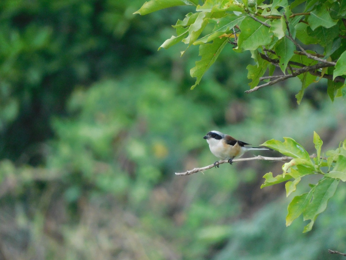 Pie-grièche à bandeau - ML644692111