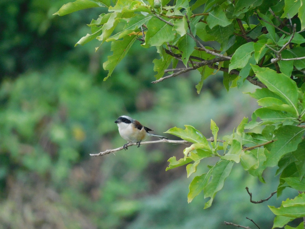 Pie-grièche à bandeau - ML644692112