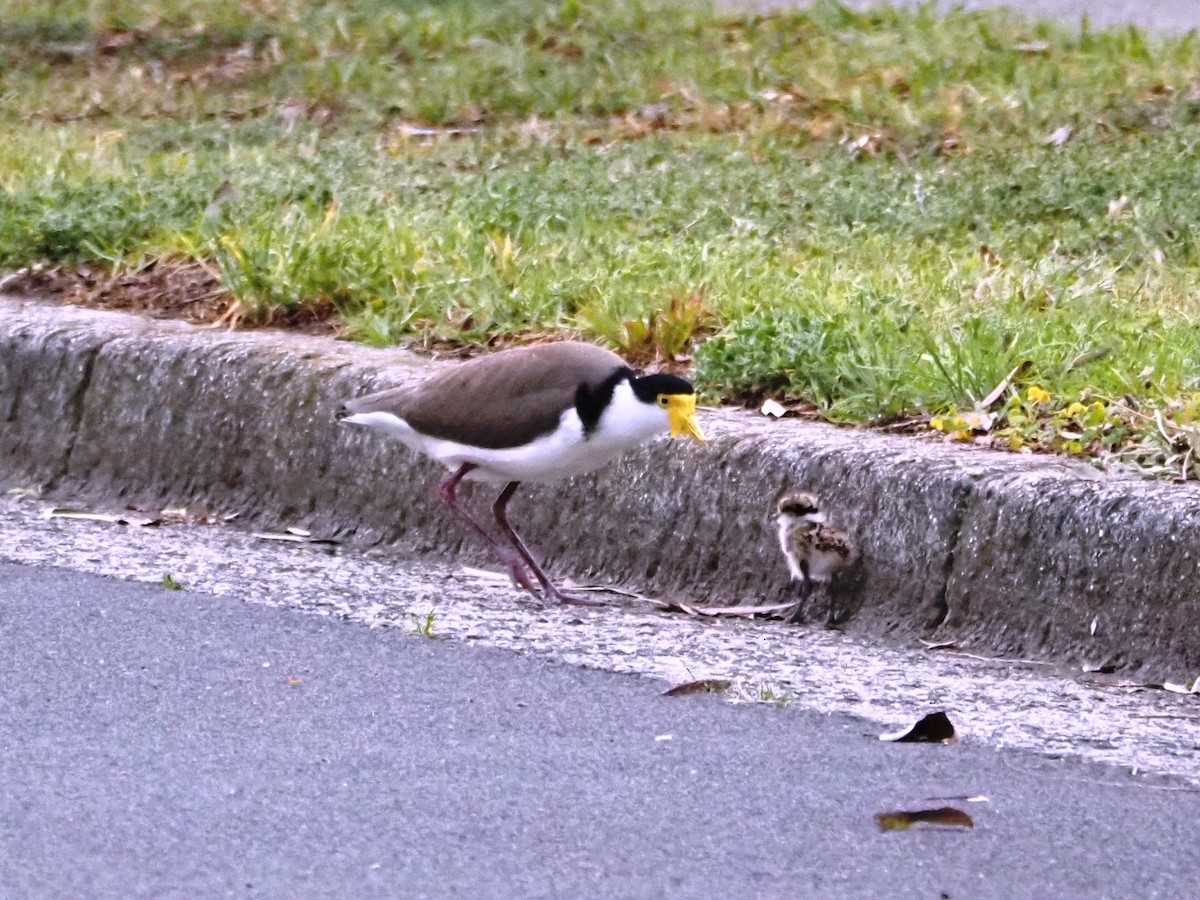 Hegabera maskaraduna - ML644692122