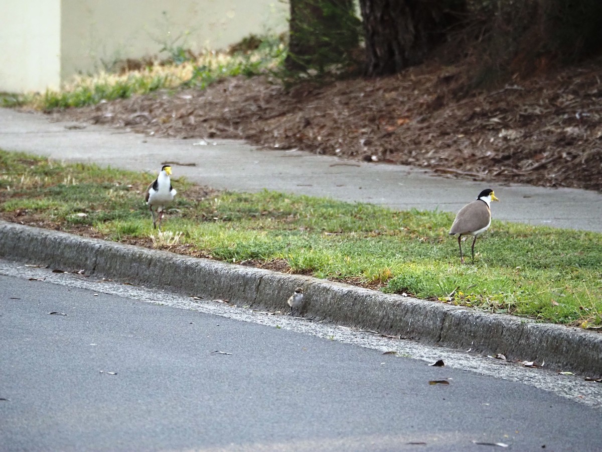 Hegabera maskaraduna - ML644692123