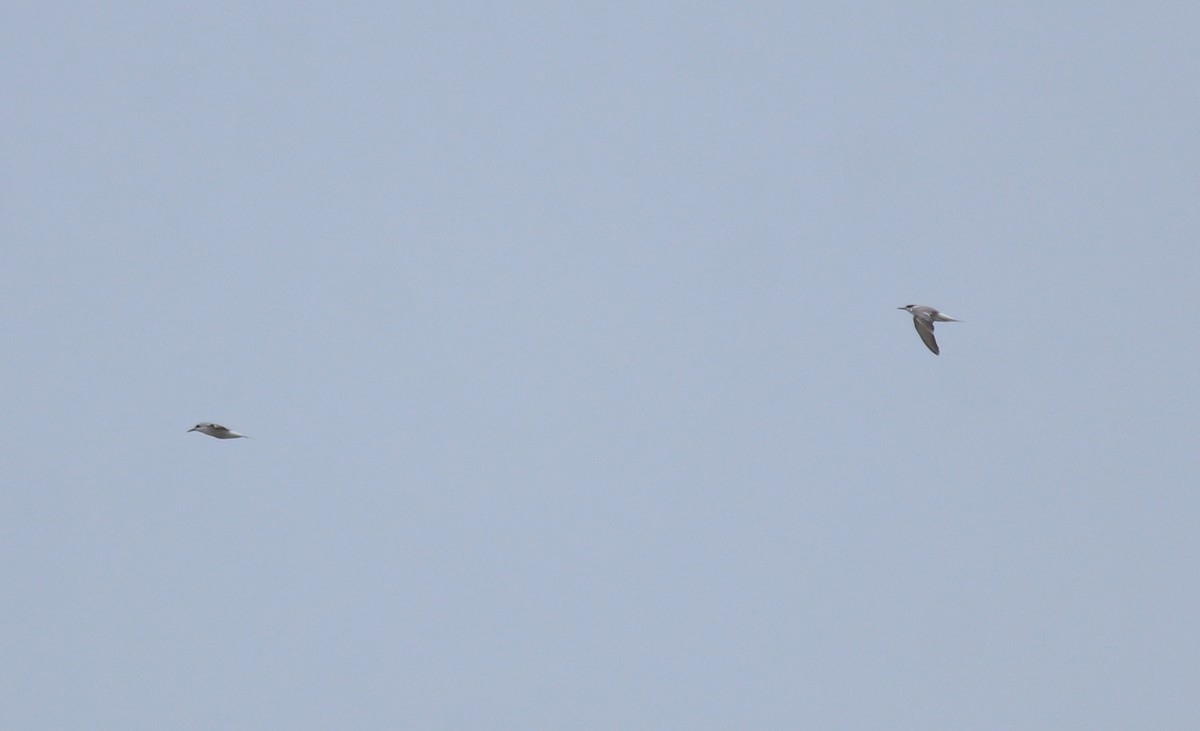 Common Tern - ML644692131