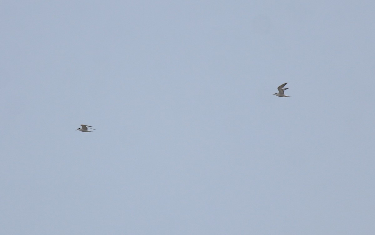 Common Tern - ML644692132